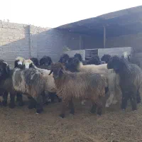 بره ماده|حیوانات مزرعه|شیراز, میانرود|دیوار