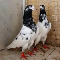 کبوتر بلندپرواز۱۴ساعت ضمانتی|پرنده|رشت, دباغیان|دیوار