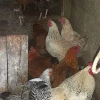 مرغ وخروس محلی