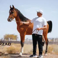 اسب درهشور