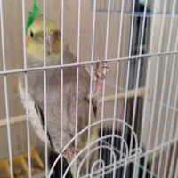 عروس|پرنده|قم, شهرک امام حسن|دیوار