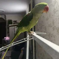 شاه طوطی نر۹ماهه به همراه قفس بزرگ