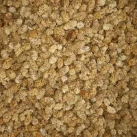 توت یزد امسالی درجه یک تازه|خوردنی و آشامیدنی|چهارباغ, |دیوار