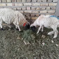 فروش بره