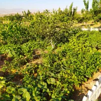 amp-laquo-فروش-باغ-1100-متری-سند-تک-برگ-دار