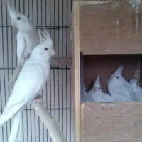 عروس هلندی البینو|پرنده|گلوگاه, |دیوار