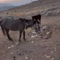 یک مادیون سه سال و یک گرده نریون هشت ماه|اسب و تجهیزات اسب‌سواری|کوهمره, |دیوار