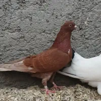 کبوتر فوری|پرنده|ساری, |دیوار