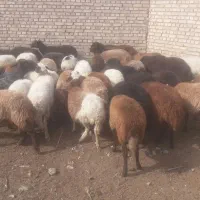 گوسفند|حیوانات مزرعه|یامچی, |دیوار