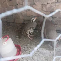 مرغ کوهی و محلی