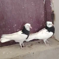 چرخ خیاطی طوق سیاه