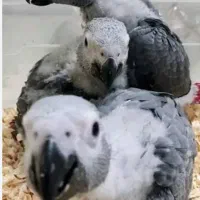 فوری حراج فروش جوجه پرندگان خانگی (انواع طوطی)|پرنده|ری, علایین|دیوار