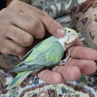 طوطی کوتوله برزیلی رام و دستی