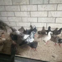 20عدد کبوتر معمولی