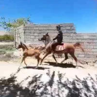 اسب نریان ومادیان|اسب و تجهیزات اسب‌سواری|کازرون, |دیوار