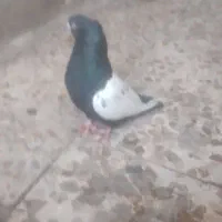 کبوتر سیندم سیاه نر ۵۰۰تومان