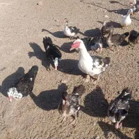 فروشی|حیوانات مزرعه|بانش, |دیوار