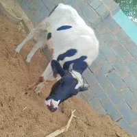 قیمت توافقی|حیوانات مزرعه|جیرفت, |دیوار