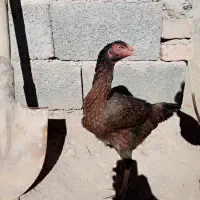 مرغ سوران|پرنده|سراوان, |دیوار
