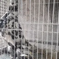 کبوتررلانگ