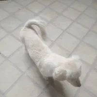 سگ بازیگوش اپارتمانی کم صدا|سگ|کاشان, یزدآباد|دیوار