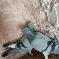 تابلو طرح کفتر