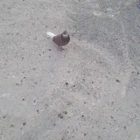 کفتر عالی|پرنده|پاکدشت, حصار امیر|دیوار