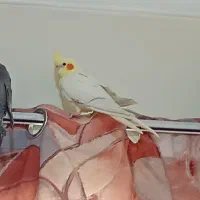 جوجه عروس هلندی