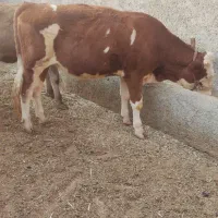 دوراس گوساله تلیسه نژادشیری