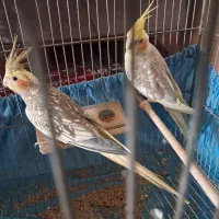 عروس هلندی