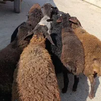 21راس بره|حیوانات مزرعه|کرج, فاز ۱ مهرشهر|دیوار