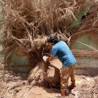 بریدن نخل درخت قطع نخل درخت سمپاشی هرس مورت ریشه