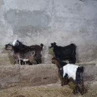 بز غاله نر
