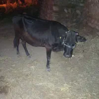 گاو و گوساله