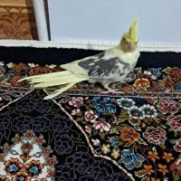 طوطی سخنگو فروشی