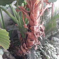 گل بابا آدم