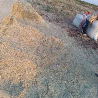 فروش پرسگندموکاهویونجهوکسانتره|عمدهفروشی|نیشابور, فردوسی جنوبی|دیوار