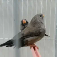 فنچ شارکول اروپایی درشت جوجه