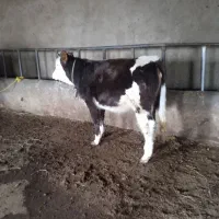 گوساله سیمینتال