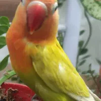 طوطی کوتوله فیشر