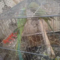 دوجفت طوطی ملنگو|پرنده|اهواز, کوروش|دیوار