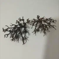 درختچه سیاه|کلکسیون اشیاء عتیقه|ساری, |دیوار