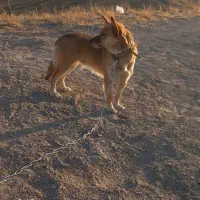 واگذاری سگ پاکوتاه خانگی|سگ|هشترود, |دیوار