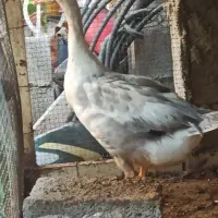 یک غاز