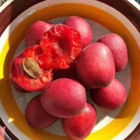 نهال های با کیفیت و اصلاح شده