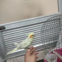 عروس هلندی سخنگو