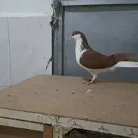 کبوتر ساده ماده و نر|پرنده|مشهد, شهرآرا|دیوار