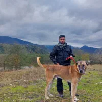 واگذاری سگ سراب گله ایی و ...