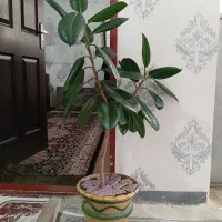 گل طبیعی و زیبا|گل و گیاه طبیعی|سقز, |دیوار