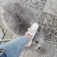 سگ پاکوتاه تربیت شده 1سال ونیم جفت هستن|سگ|فریمان, |دیوار